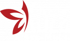Koza Cam Metal